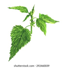 Watercolor illustration of young nettle. Green herb