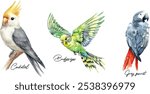 Watercolor illustrations of cockatiel, budgerigar, and grey parrot. Hand-painted bird vector set isolated on white background.