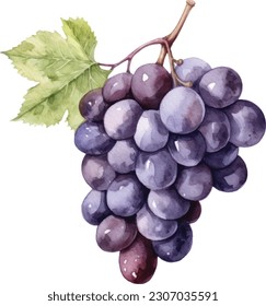 Watercolor illustrations of grapes. Hand drawn watercolor illustrations of purple grapes isolated on white background