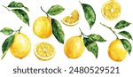 watercolor illustrations of lemons. Hand painted ripe lemon branches with green leaves on a white background for your design.