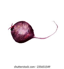 Watercolor image of beet root on white background. Vector eps8