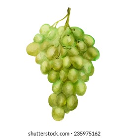 Watercolor image of bunch of grapes isolated on white background. Vector eps8