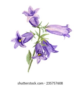 Watercolor image of cultivated bluebell on white background. Vector eps8