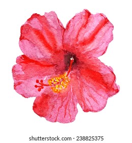 Watercolor image of flower of red hibiscus. Vector eps8