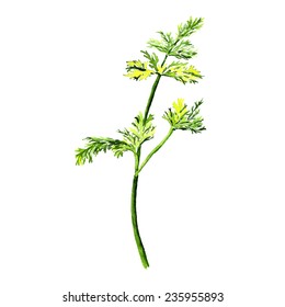Watercolor image of green dill isolated on white background. Vector eps8