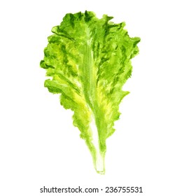 Watercolor Image Of Green Leaf Of Lettuce. Vector Eps8
