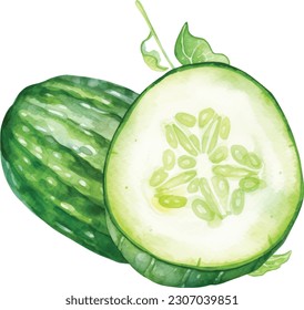 Watercolor image of half of cucumber on white background. Vector