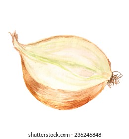 Watercolor image of half of onion on white background. Vector eps8