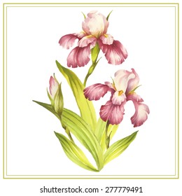 Watercolor image of irises. Vector Illustration.