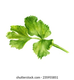 Watercolor image of leaf of coriander on white background. Vector eps8