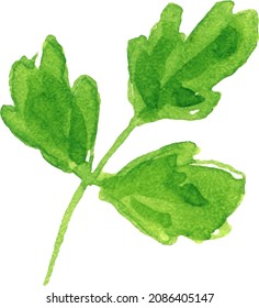 Watercolor image of leaves of parsley on white background