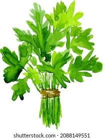 Watercolor image of leaves of parsley on white background