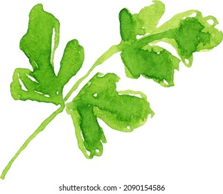 Watercolor image of leaves of parsley on white background