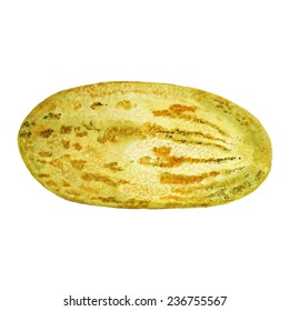 Watercolor image of melon isolated on white background. Vector eps8