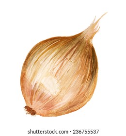 Watercolor image of onion isolated on white background. Vector eps8