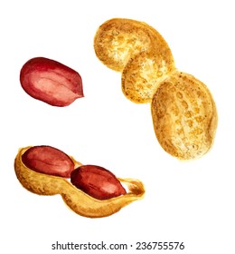 Watercolor image of peanut in nutshell and kernel of peanut. Vector eps8