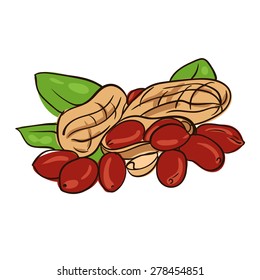 Watercolor image of peanut in nutshell and kernel of peanut