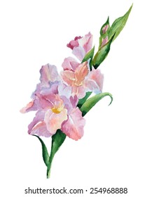 Watercolor image of pink gladiolus on white background.