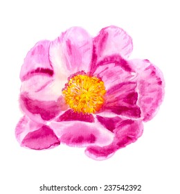 Watercolor image of pink wild peony on white background. Vector eps8