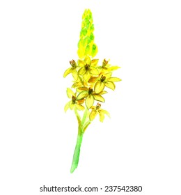 Watercolor image of raceme of yellow flowers on white background. Vector eps8