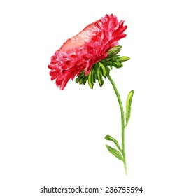Watercolor image of red aster with stem. Vector eps8