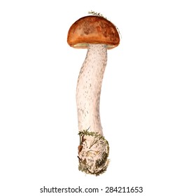 Watercolor image of red cup mushroom (aspen mushroom) on white background. Vector eps8