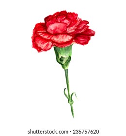 9,667 Watercolor carnation Images, Stock Photos & Vectors | Shutterstock