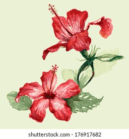 Watercolor image of red hibiscus flowers.