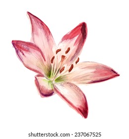 Watercolor image of red-white lily on white background. Vector eps8