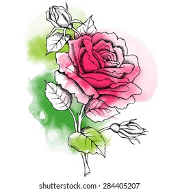 Watercolor image of a rose. Vector illustration.