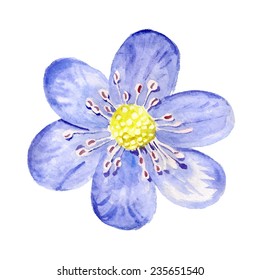 Watercolor image of small blue spring flower. Vector eps8