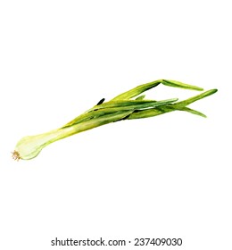 Watercolor image of spring onion on white background. Vector eps8