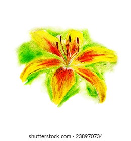 Watercolor image of yellow lily on green background. Vector eps8