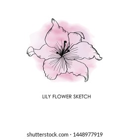 Watercolor imitation Lily flower isolated on white background. Hand drawn vector illustration logo design. Artistic sketch drawing.