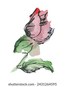 Watercolor and ink drawing of pink delicate rose flower bud, vector illustration isolated on white