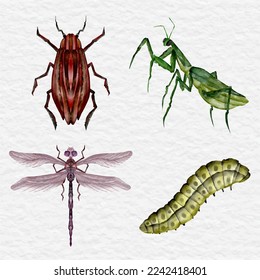 ilustración de clip de colección de insectos de acuarela