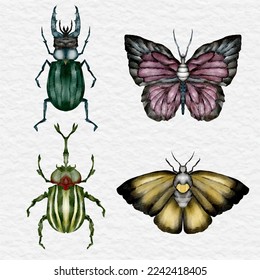 watercolor insect collection clip art illustration