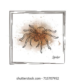 Watercolor Insect. Spider. Vector illustration for postcard or print or interior design. Hand drawn