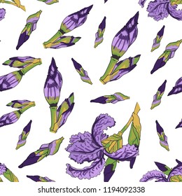 Watercolor iris flower illustration. Seamless pattern