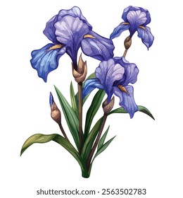 Watercolor of Iris flower, isolated on a white background, Iris vector