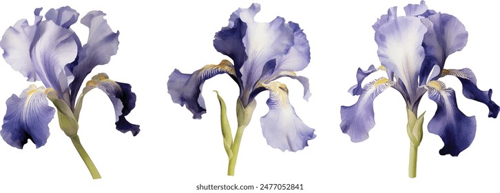 Watercolor iris set spring. Illustration clipart isolated on white background