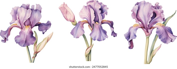 Watercolor iris set spring. Illustration clipart isolated on white background