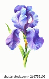 Watercolor Iris, Vector Illustration