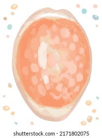 Watercolor isolated seashell. Vector illustration.
