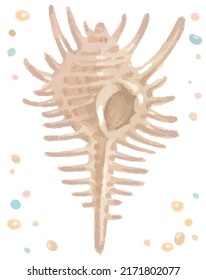 Watercolor isolated seashell. Vector illustration.