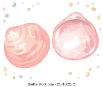 Aguas aisladas con conchas marinas. Ilustración vectorial.