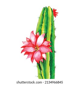 Watercolor isolated whit Cactus Flowers