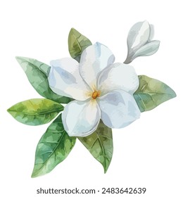 Watercolor of jasmine flower, isolated on a white background, jasmine flower vector, drawing clipart, Illustration Vector, Graphic Painting, design art, logo