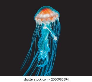 Watercolor jellyfish in modern bright neon colors isolated on black background 