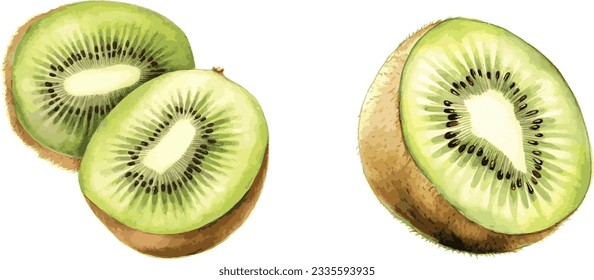 watercolor kiwi fruit on white background